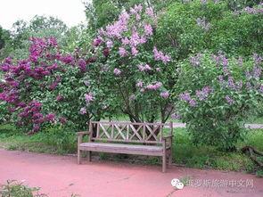 丁香六月激情国产  第2张