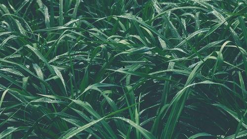 青草青青国产视频,国产视频中的青春记忆与成长轨迹  第2张