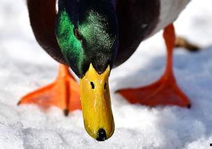 娱乐吃瓜酱冲鸭,揭秘娱乐圈那些鲜为人知的幕后故事